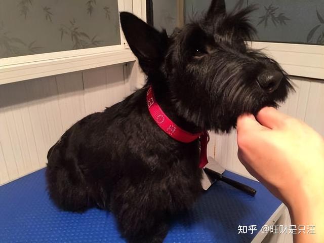 "苏格兰梗"和雪纳瑞是"孪生兄弟"?不!他是雪纳瑞的爷爷