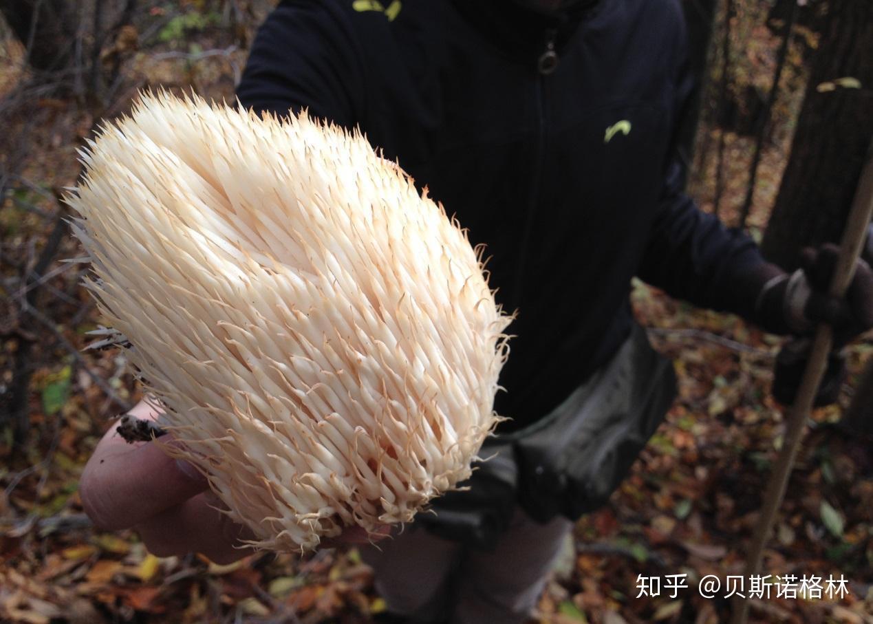 吃饱了蘑菇动物园