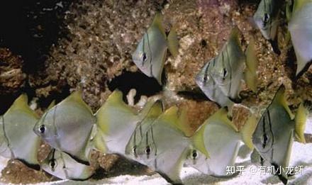 生活习性黄鳍鲳游泳活泼轻快,宜用大型水箱饲养.
