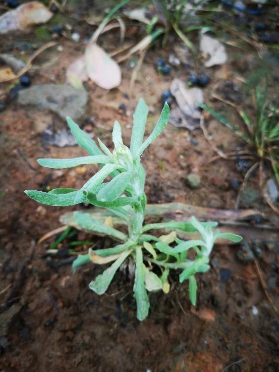 小野菜味觉空间里的春天丨花花万物