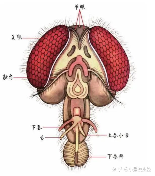 嚼吸式口器结构图图片