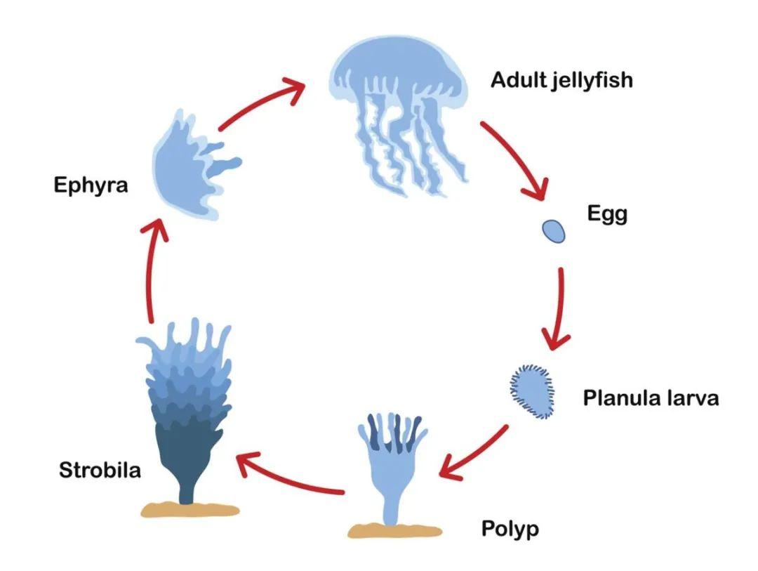 com)海蜇rhopilema esculentum是活跃在餐桌上的一种水母(图片来自