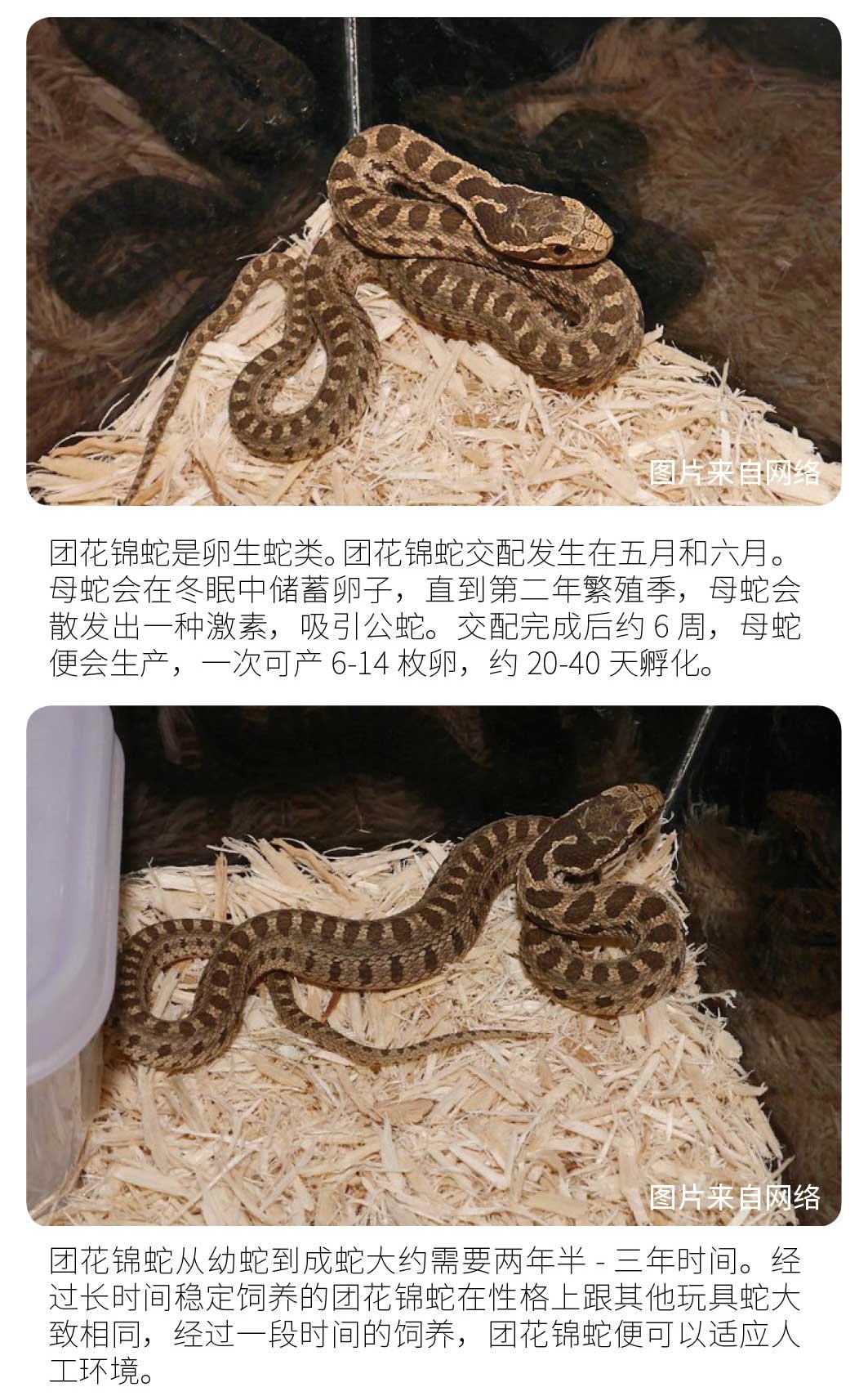 物种小谈┃团花锦蛇