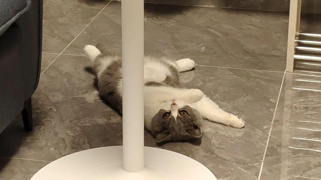 猫为什么会逃跑