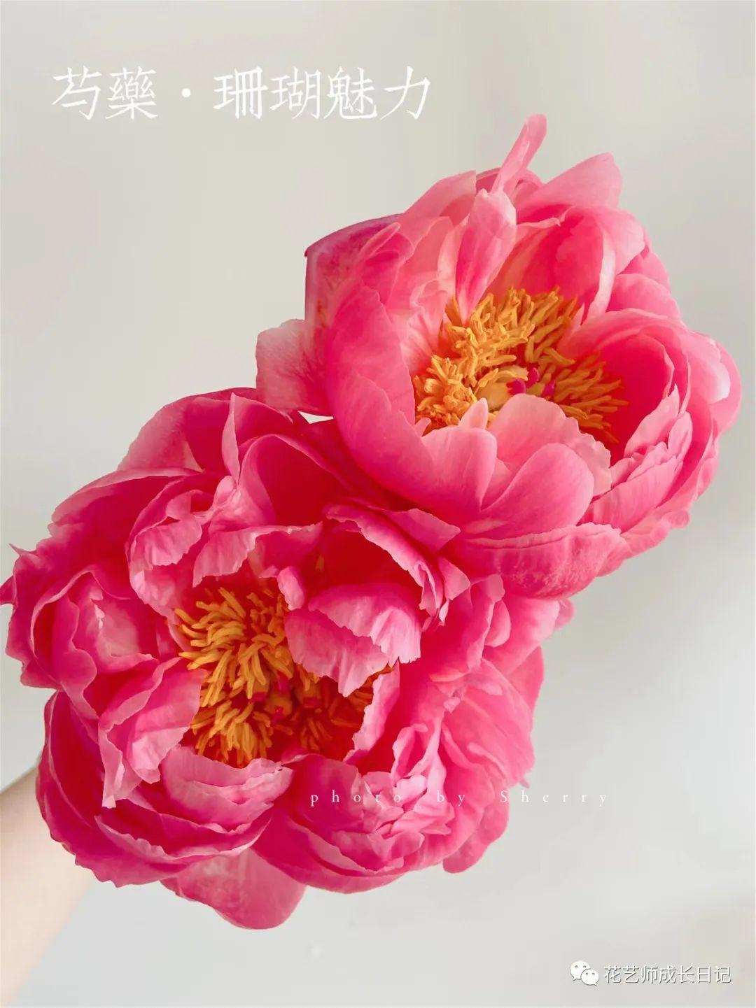 100朵芍药vol10珊瑚魅力芍药芍药届的奥斯卡女神