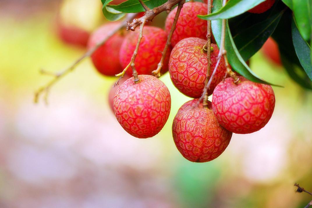 一骑红尘妃子笑,荔枝也要吃得妙! - 知乎