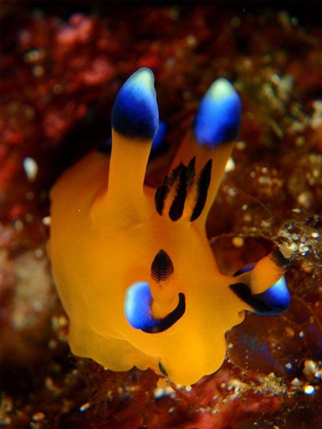 可爱的海中皮卡丘,太平洋多角海蛞蝓【睡前软体动物学151】 