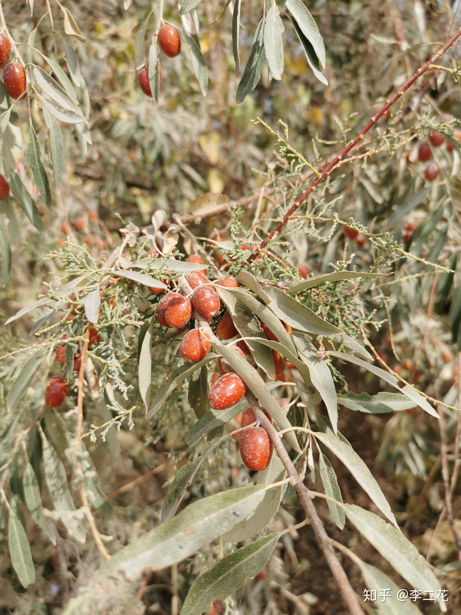 成熟沙枣表皮为红色羊脂白玉要求:1.质地细腻2.油脂性佳3.绺裂少4.