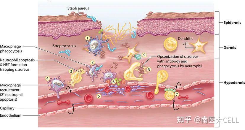 进入卵巢后可能直达损伤部位,并分化成部分血管内皮细胞,提供营养支持
