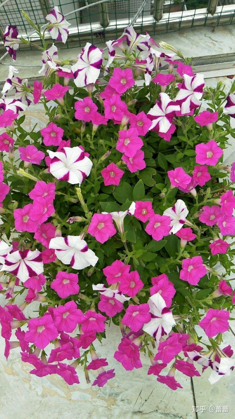 v2-294f5de98b3644c5f6e9851b10196343_r.jpg