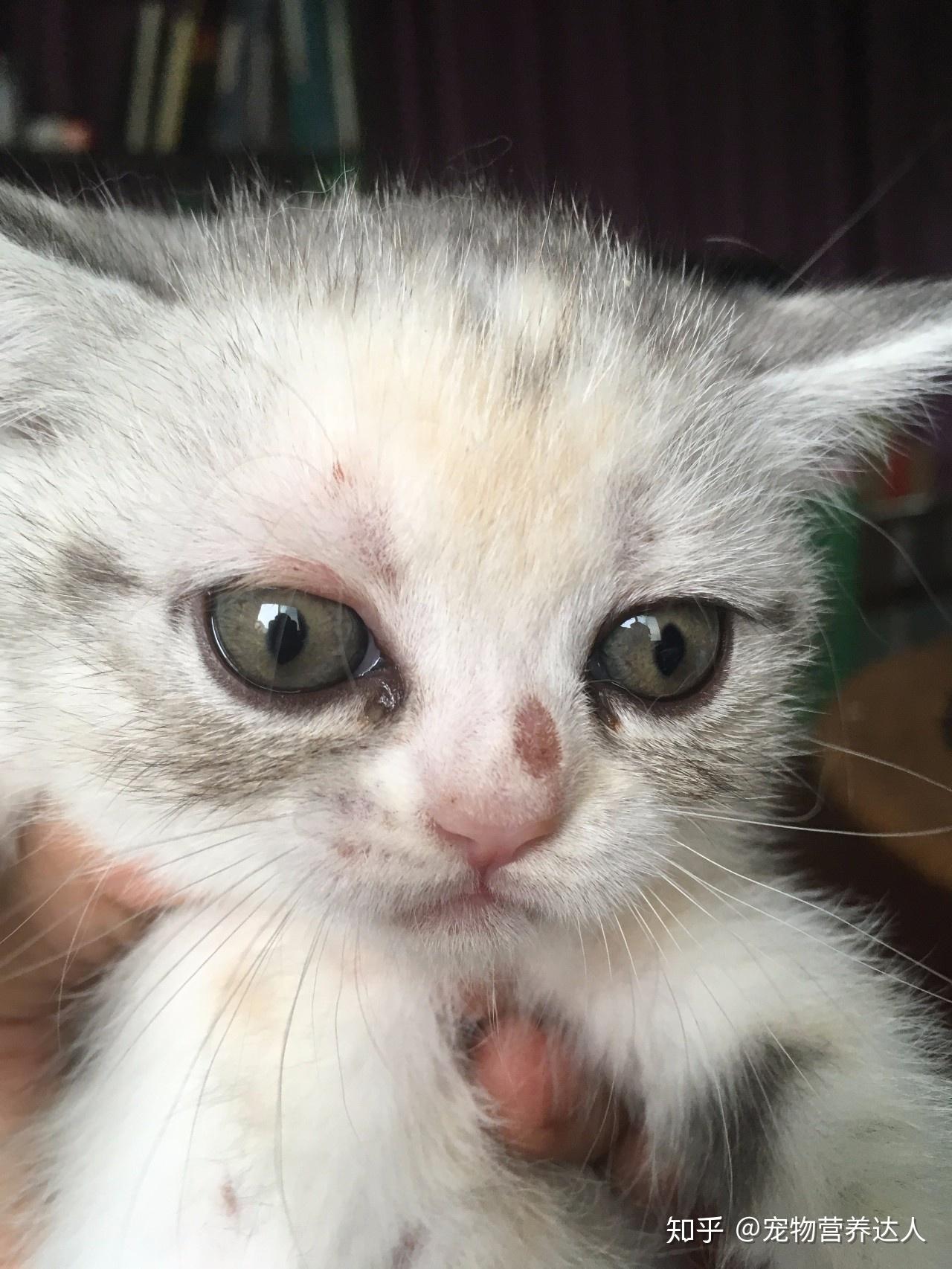 小猫的奶癣原因在这里猫家长要读一下