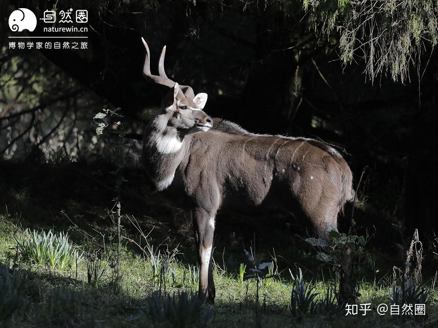 多图预警 | 非洲羚羊大选美——力量、犄角与速度 - 知乎