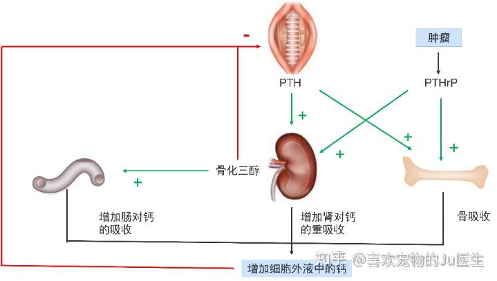 钙代谢的的调控以及低钙血症和高钙血症的研究(BSAVA犬猫内分泌手册第5版 第14章) - 知乎