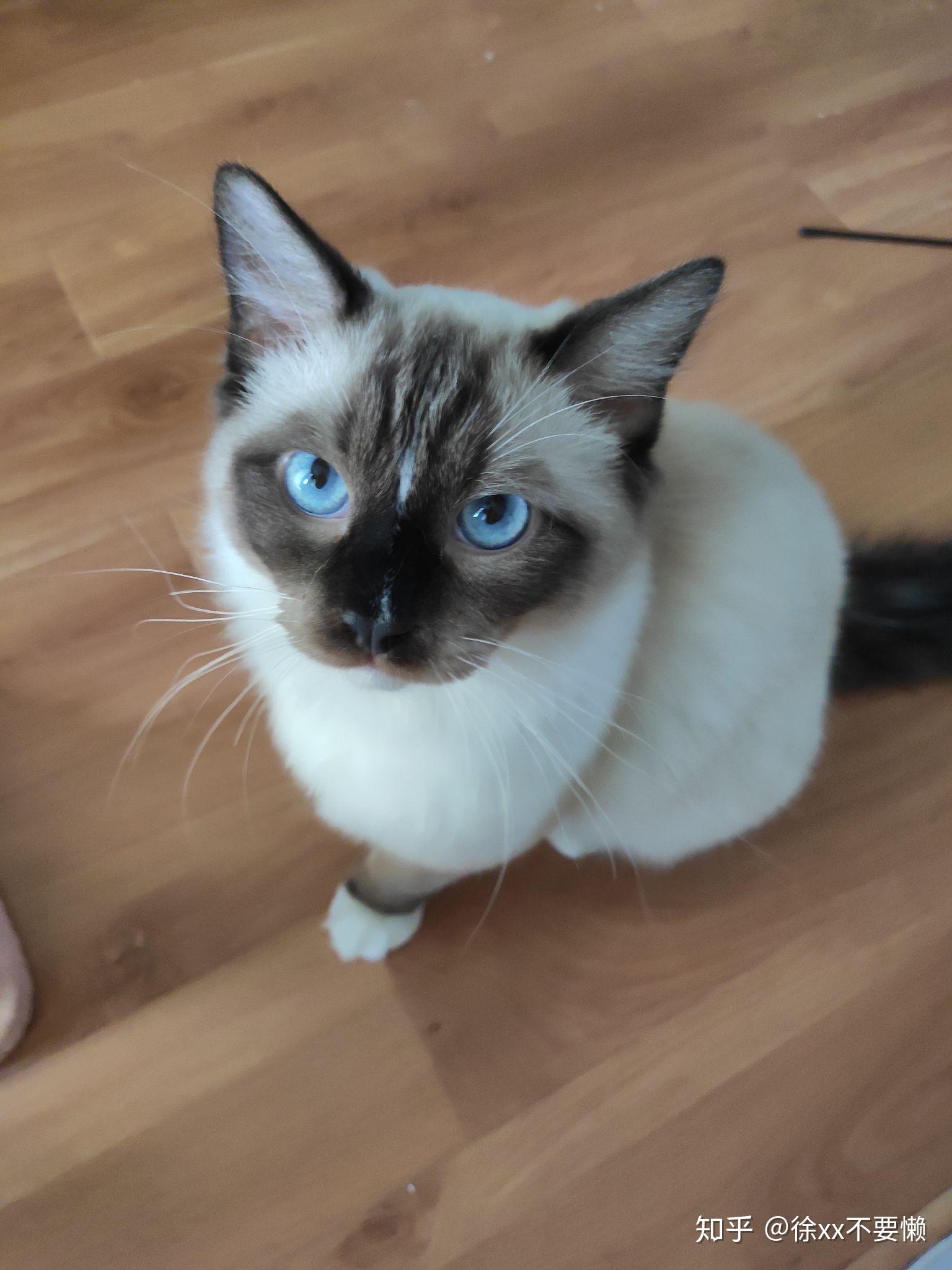 布偶猫能丑到什么程度? - 知乎