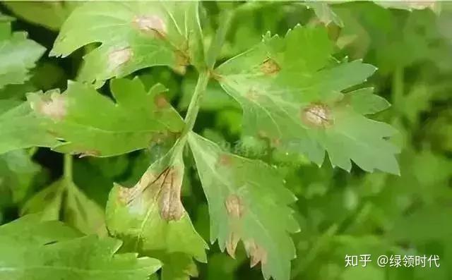 作物得了这些病选什么药最管用总结得太全了