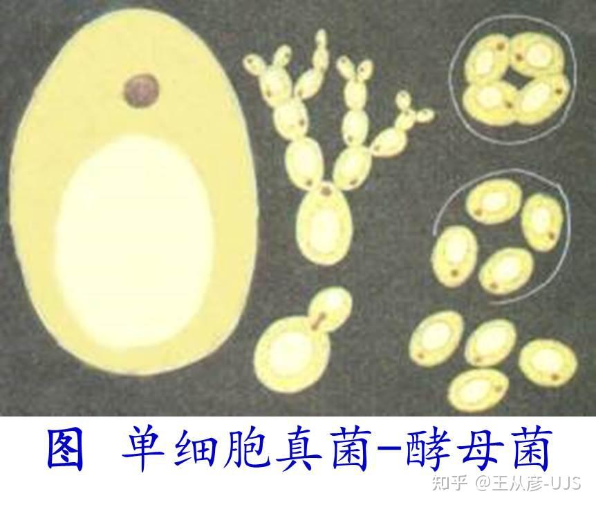 环境微生物之真菌 - 知乎