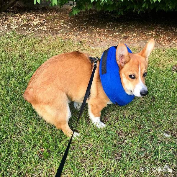 遛狗牵绳 随身带纸 从现在开始做一名有素质的文明养犬人 知乎