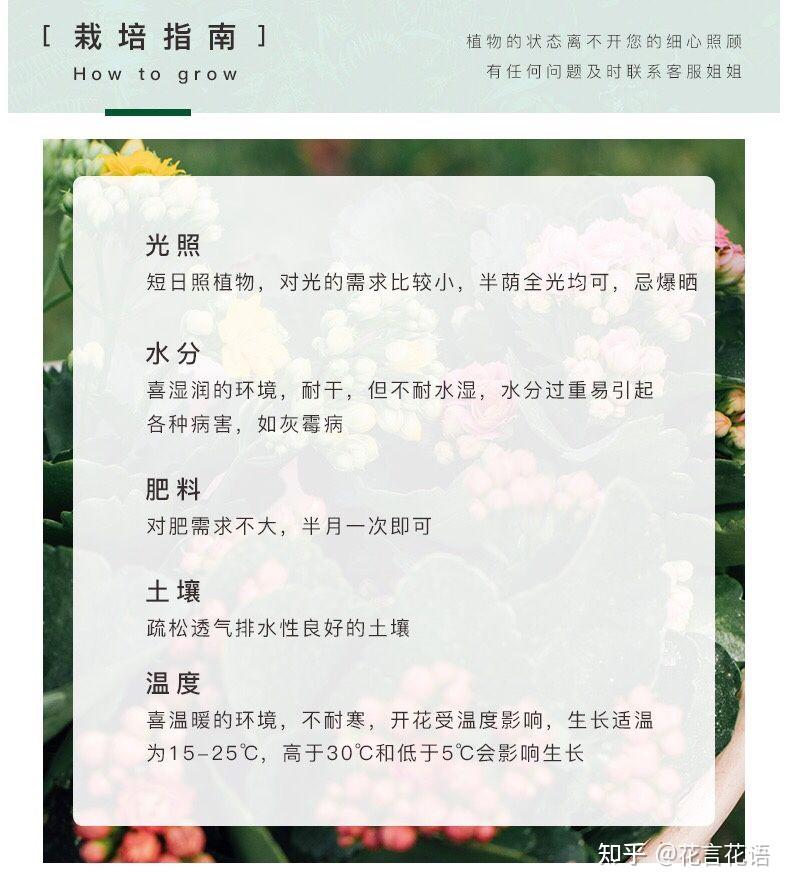 长寿花介绍卡片图片