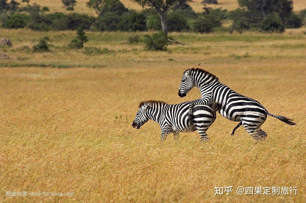 v2-29868f2da0d52882754c6a42d919e988_r.jpg