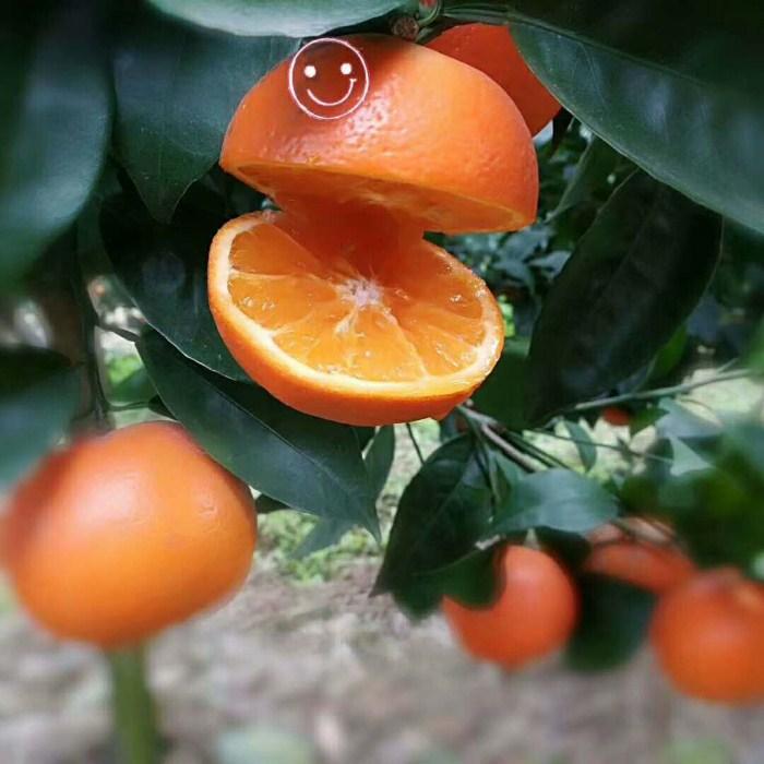 央视2018全国社区春晚百家宴人气榜网络投票正式启动