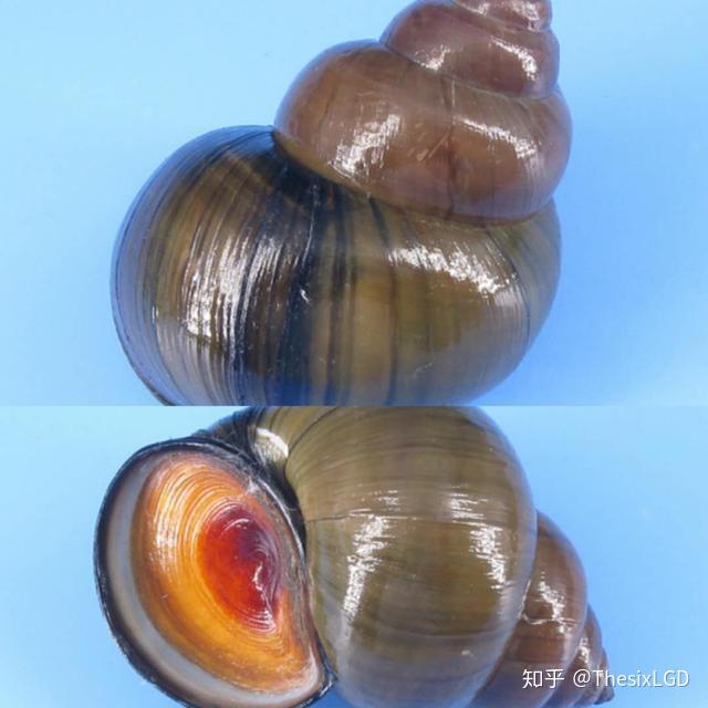 螺狮拟成为国家二级保护动物我们还能快乐的嗦螺狮吗