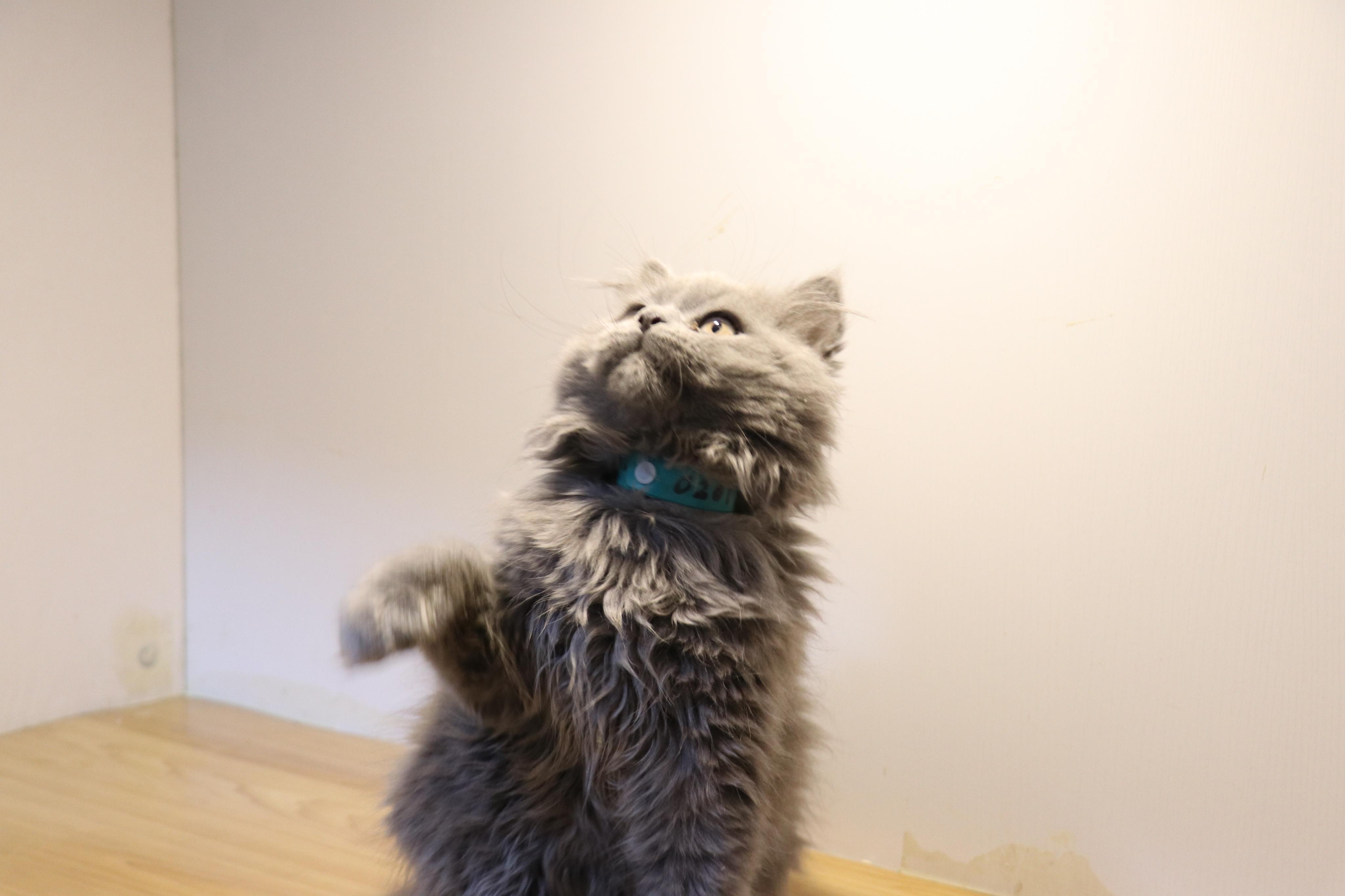 英短蓝猫长毛英长英国短毛猫