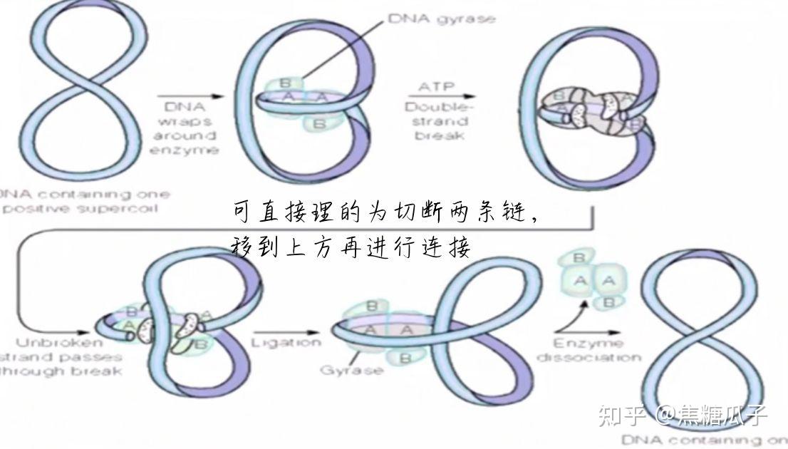DNA Wikikids
