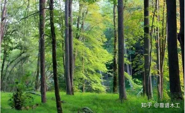 生长中的北美黑胡桃树