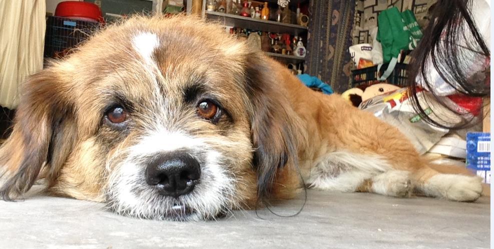 惹狗生气了怎么办?