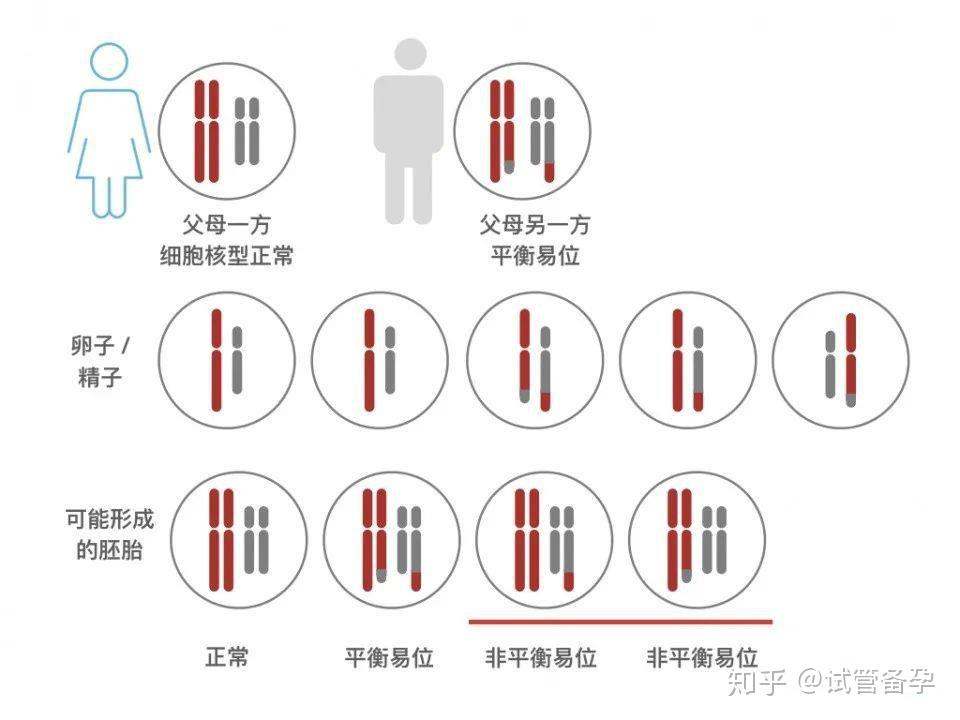 染色体易位十字架图解图片