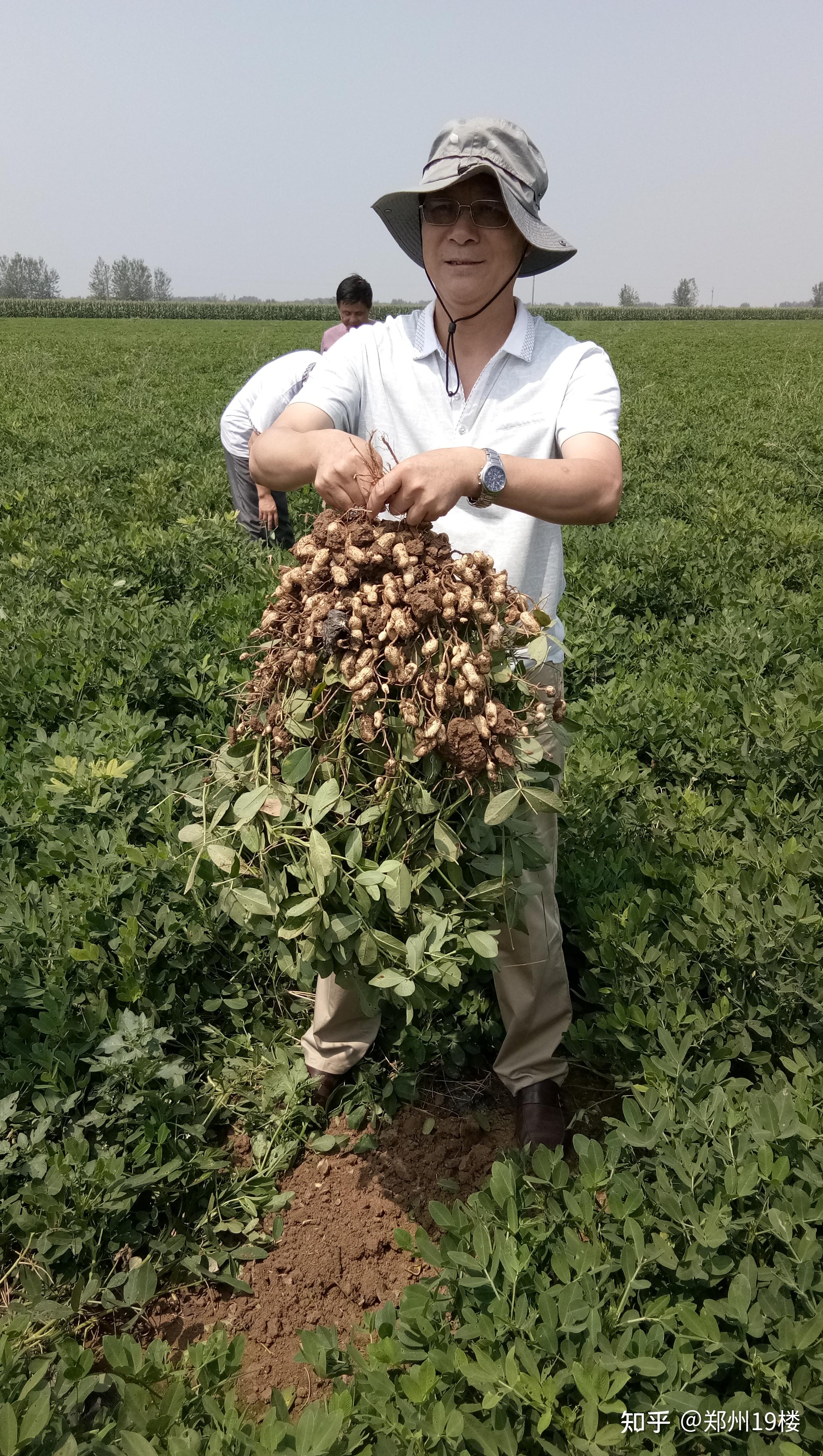 河南益人争做中国功能花生品种的领跑者