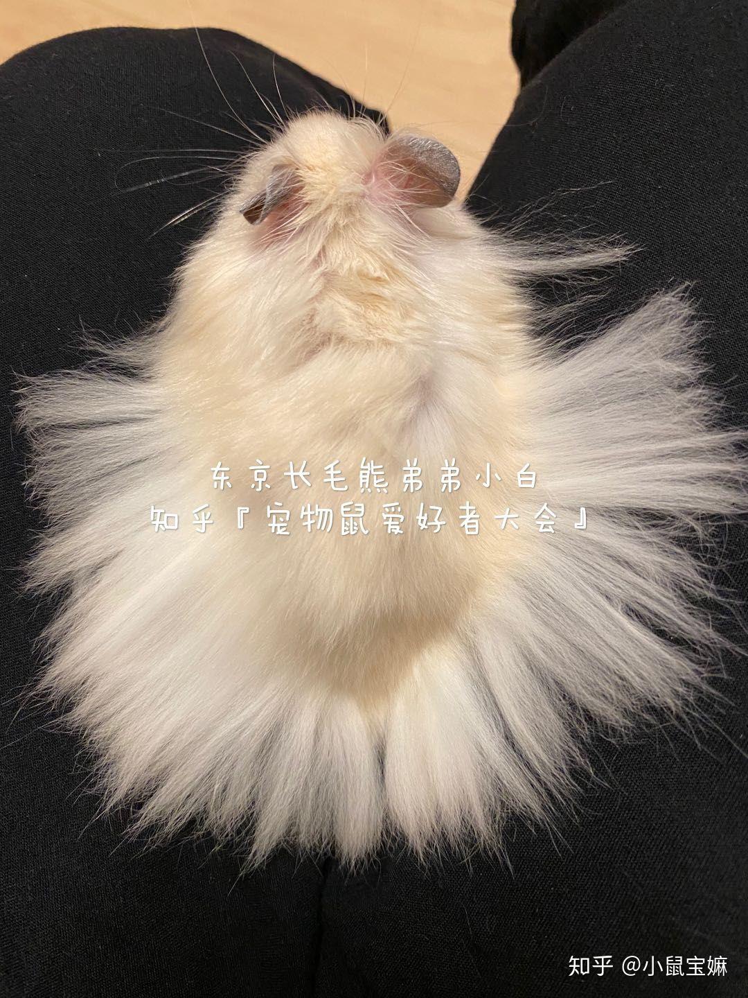 世界上最美丽的10只仓鼠 – 莘羽萌宠网