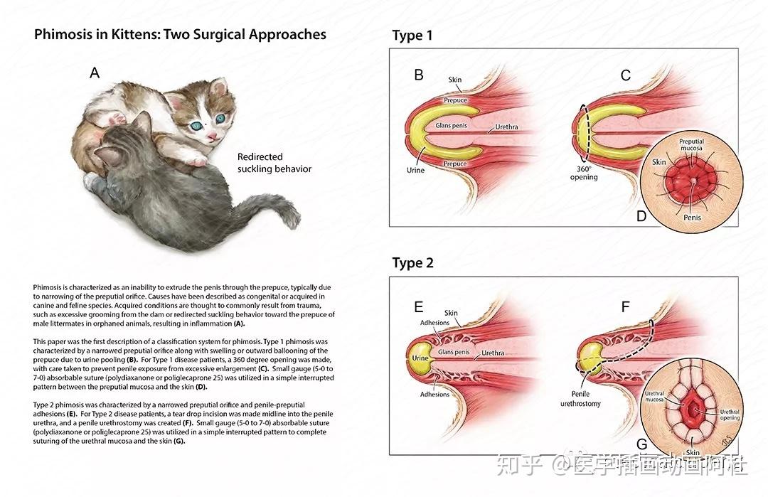 phimosis in kittens: two surgical approaches小猫包茎:两种手术