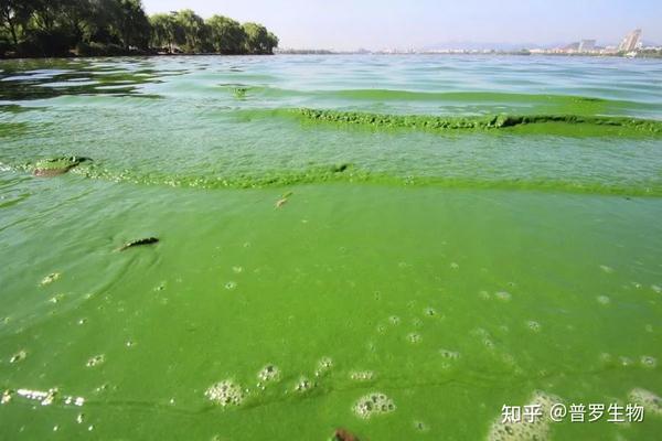 小球藻水中图片