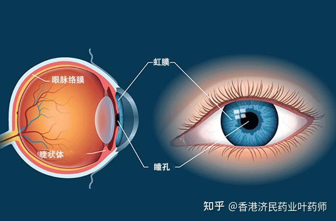 脉络膜和近视的关系,低浓度阿托品能使脉络膜变薄吗? - 知乎