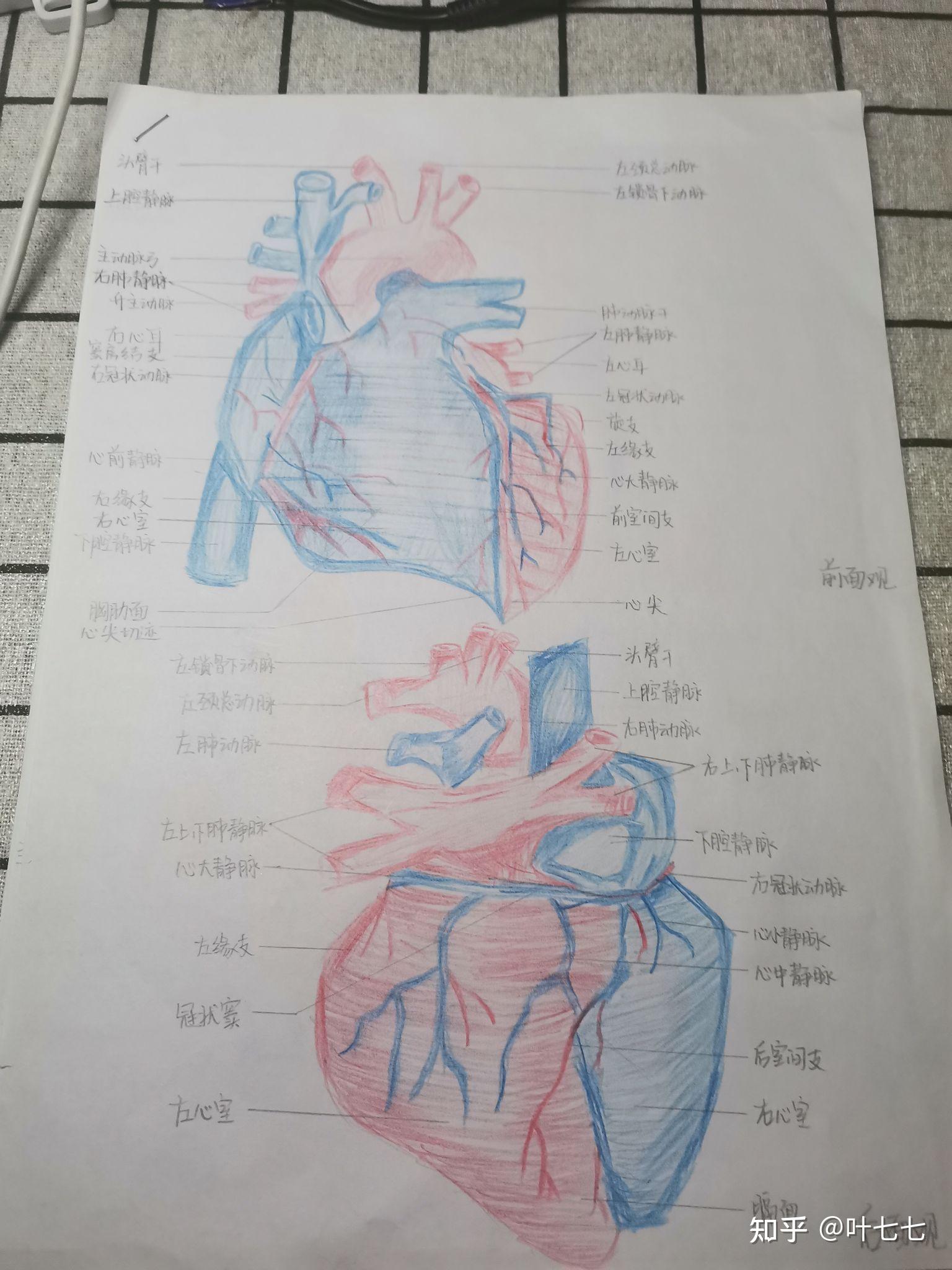 心脏红蓝铅笔图