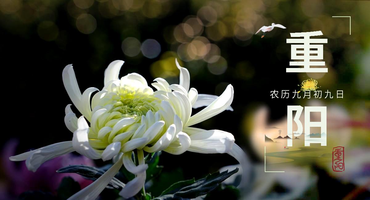 重阳席上赋白菊赏析