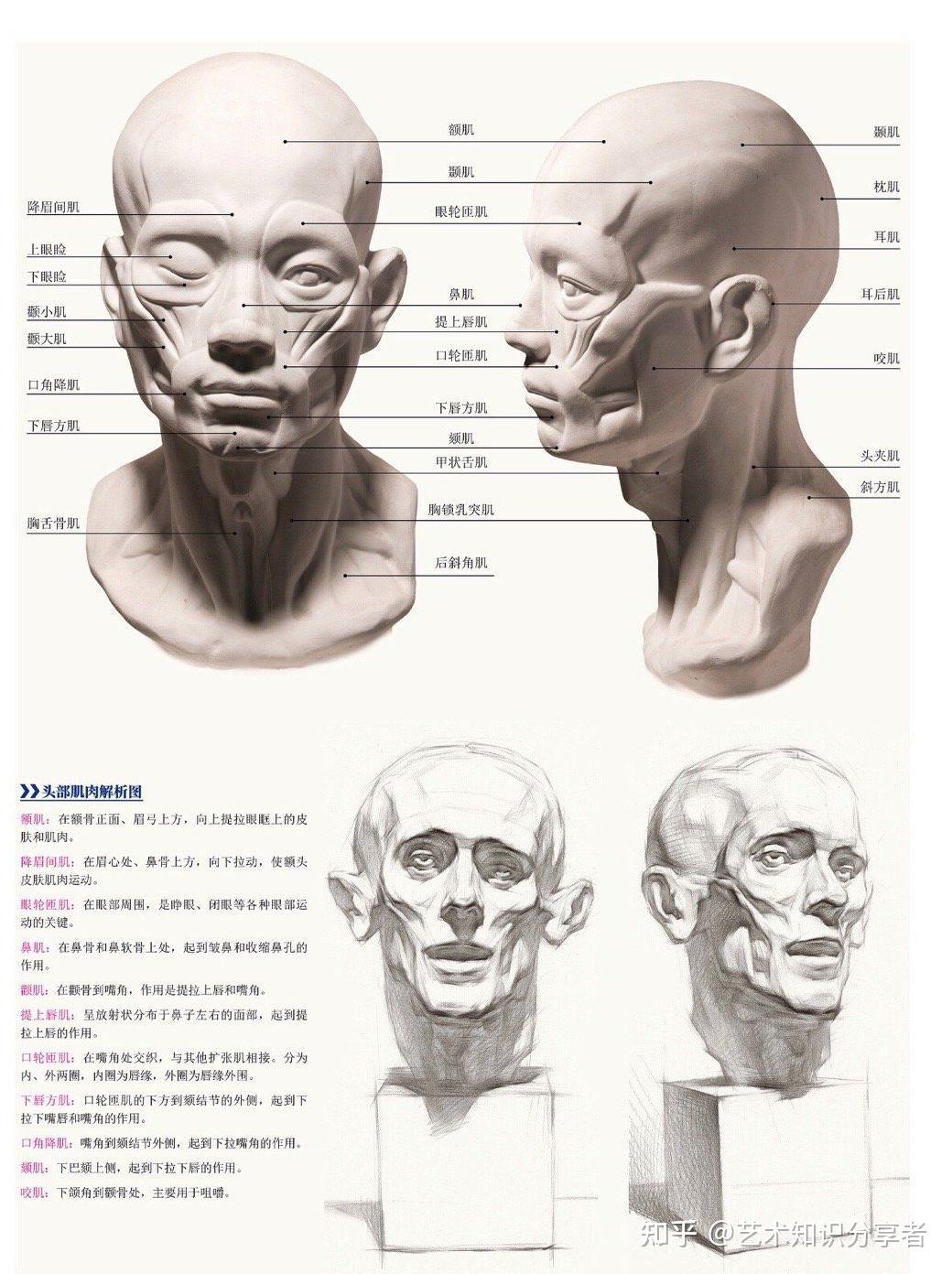 图例与文字带你清晰认识头部骨骼肌肉与解刨