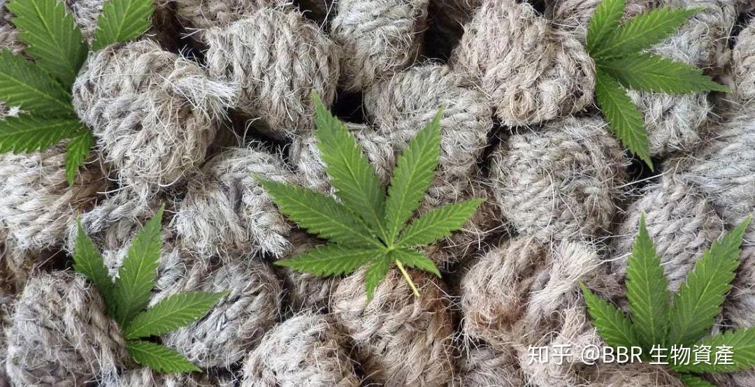 麻类植物的使用历史