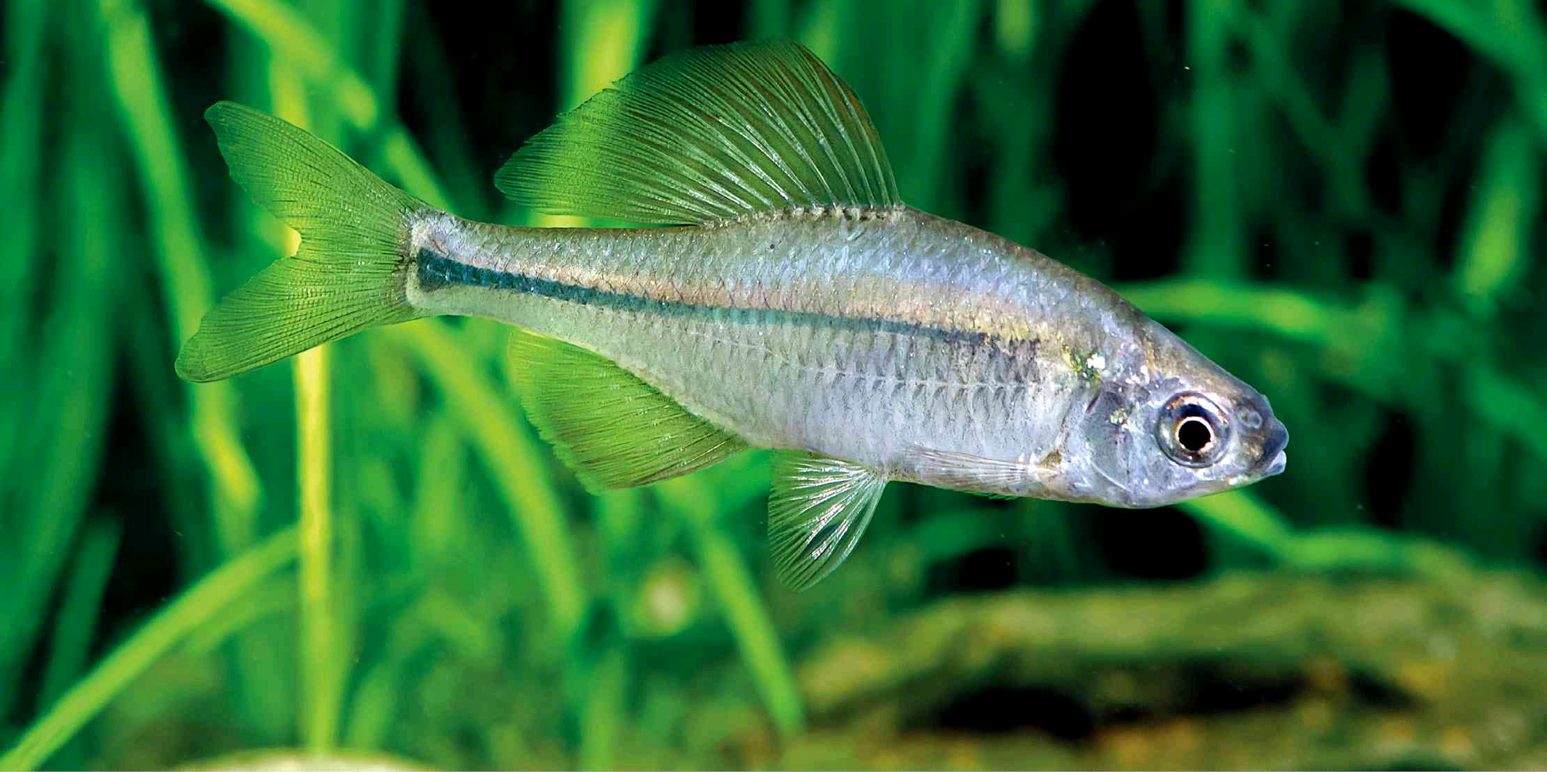 原生鱊(yù)鱼科普,国内有很多种鳑鲏(pánɡ pí)可以选 - 知乎