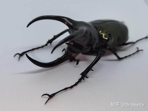 婆罗洲南洋大兜虫 兜虫种类 桃丽网