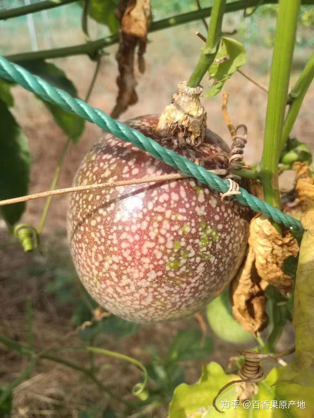 百香果是一年四季都有吗?