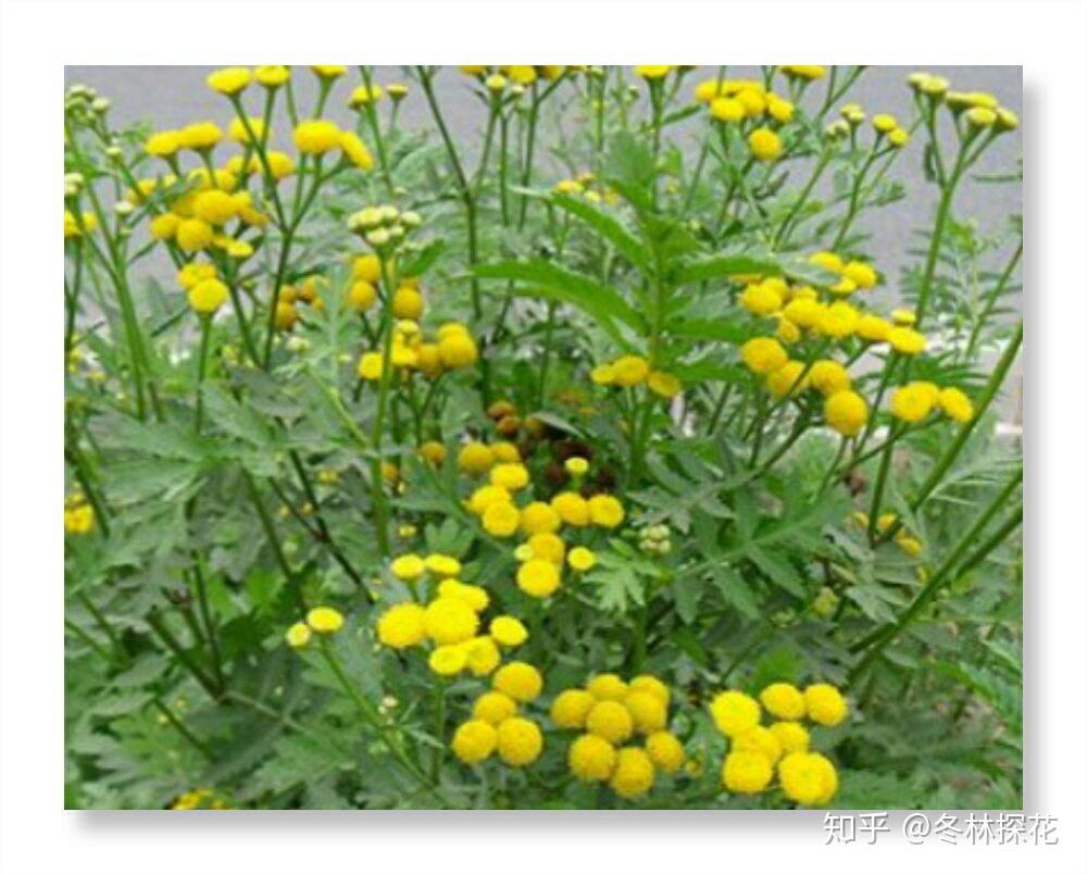 12月1日的生辰花艾菊