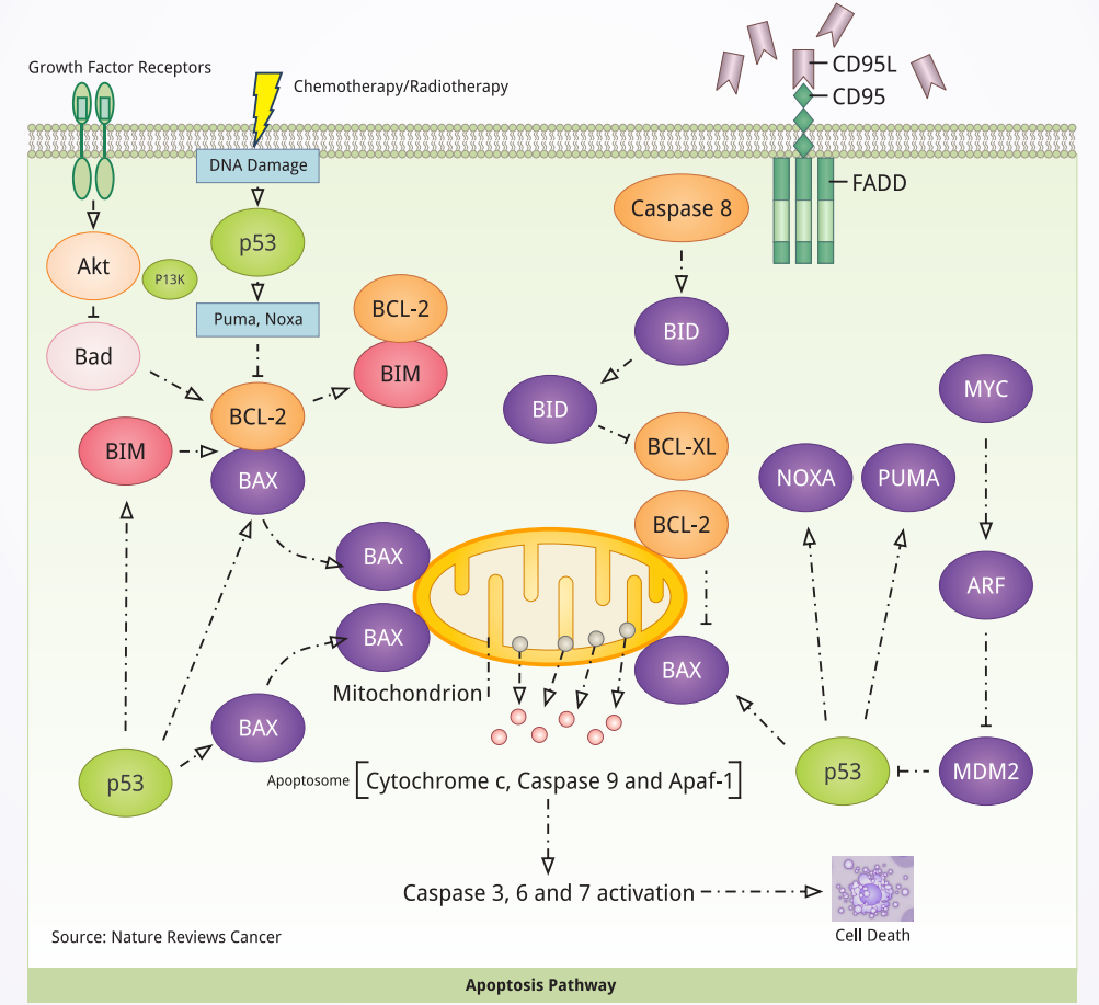 癌症通路细胞凋亡的信号转导