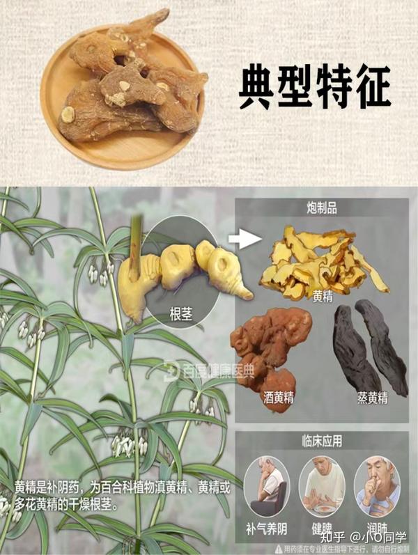 每天认识一味中草药-黄精 - 知乎