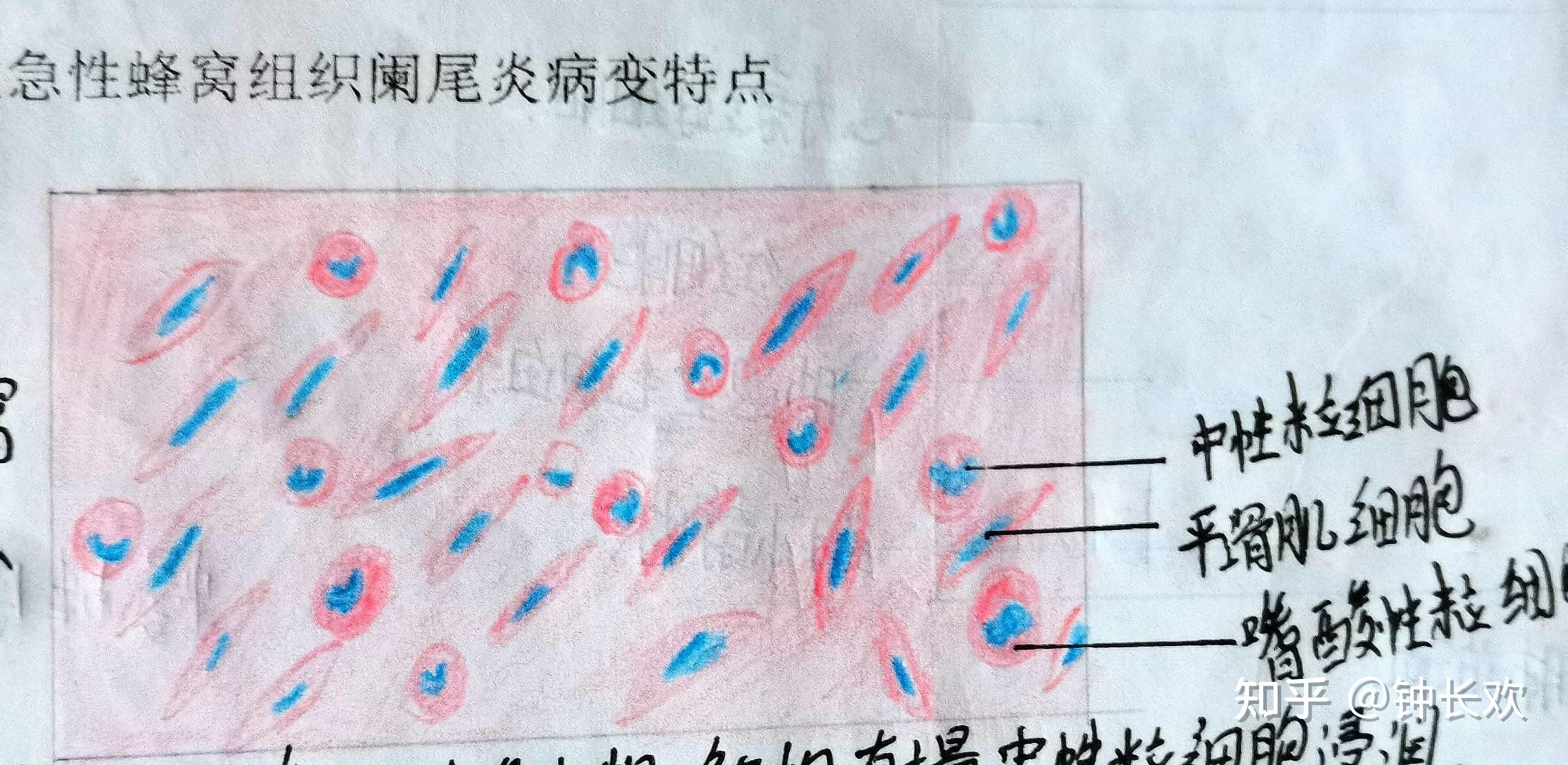 尼氏体红蓝铅笔手绘图图片