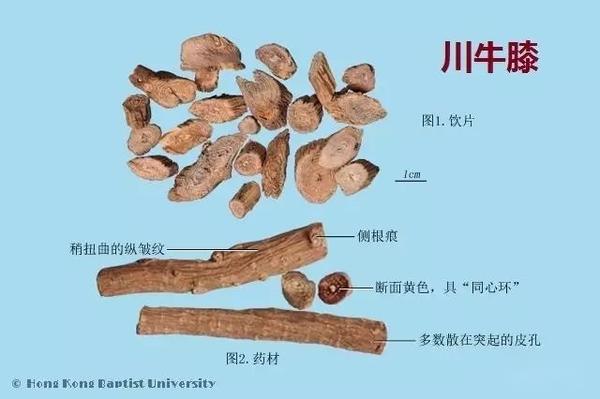 223种中药的鉴别图谱(彩图注释) - 知乎