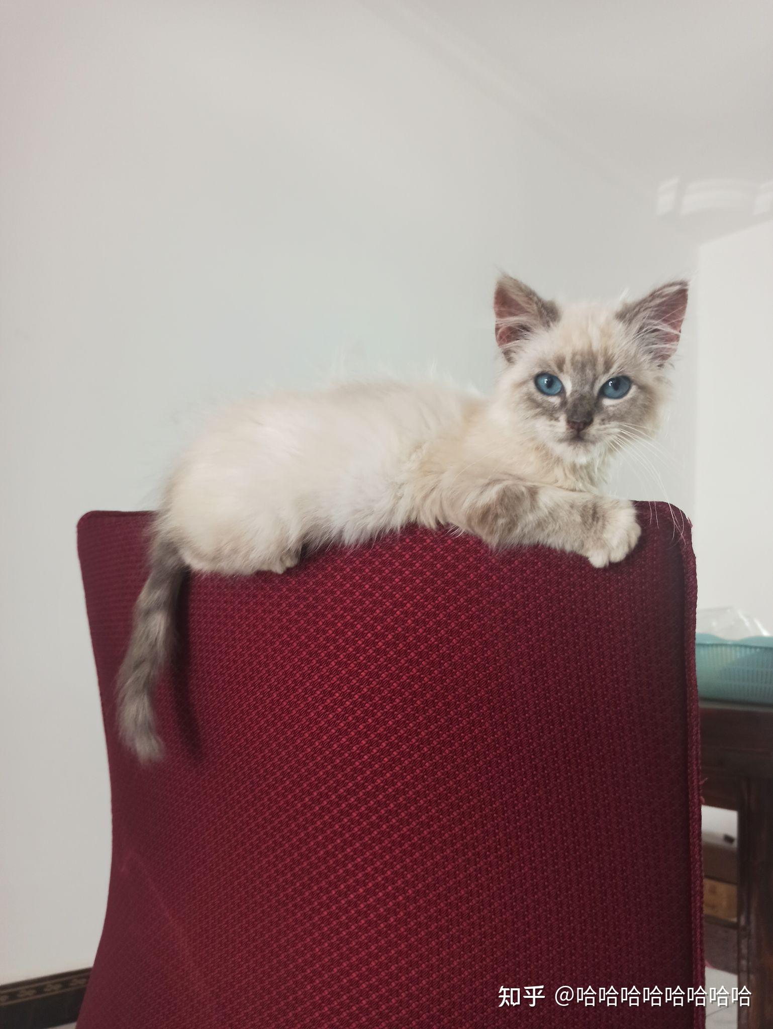 关于布偶猫尾巴毛少的问题