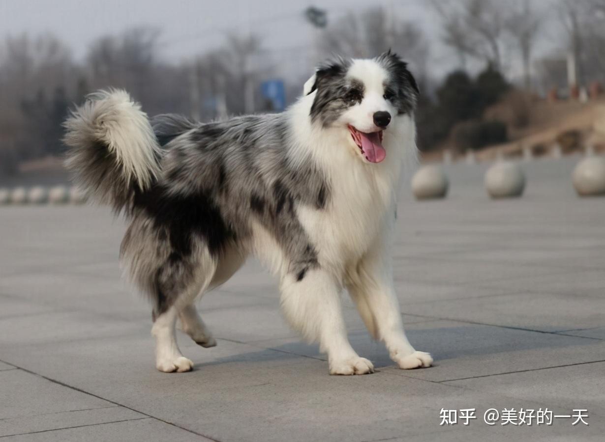 如何挑选好的边牧犬？我教大家来识别 - 知乎