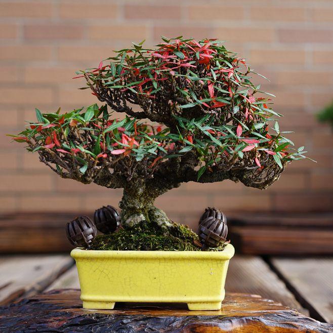 络石盆景的鉴赏与栽培养护